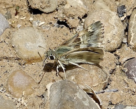 southern marbled skipper